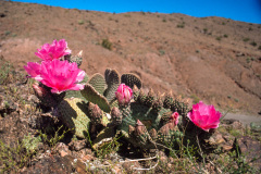 Wüstenblumen (pink blühende Kakteen) in Arizona