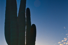 Saguaro-Kaktus in der Nähe von Tucson im Abendlicht (1991)